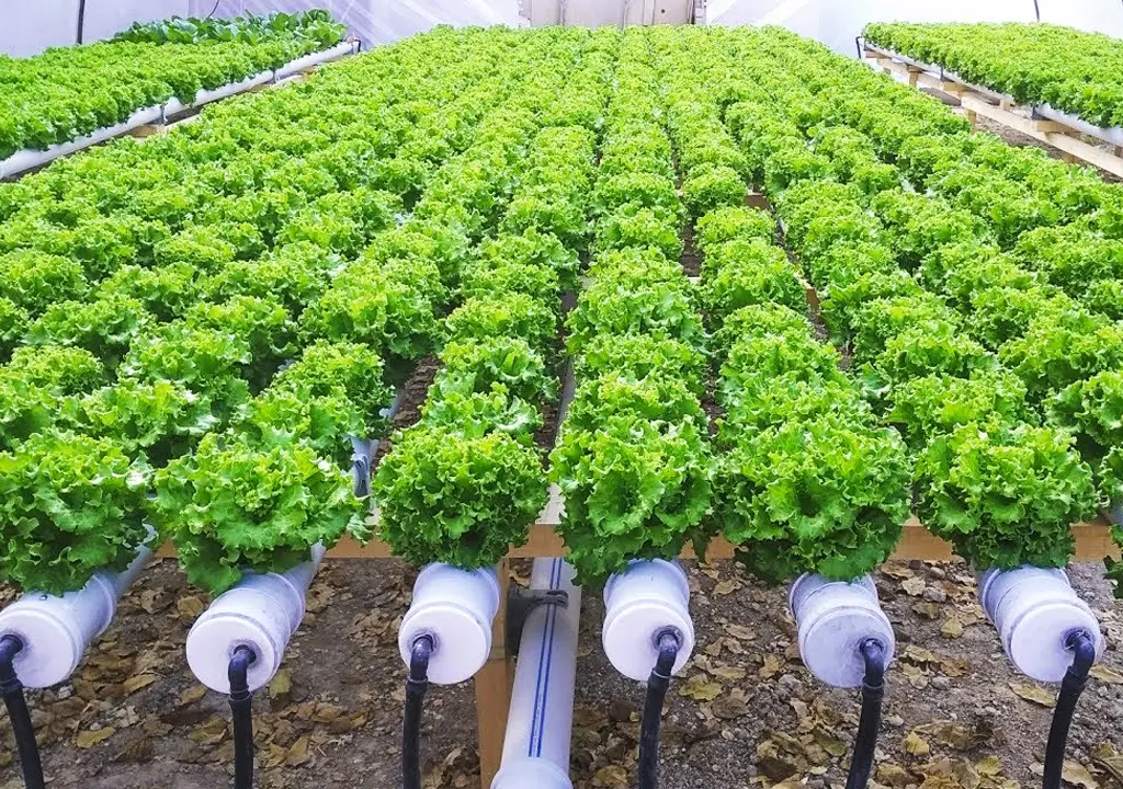 YAPAY ZEKA DESTEKLİ TOPRAKSIZ TARIM GİRİŞİMİ: CLAROS FARM